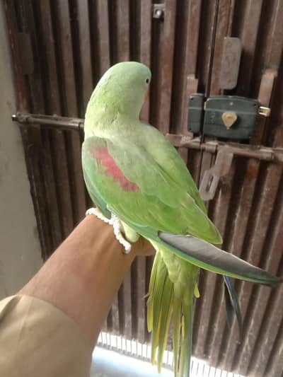 parrot for sale