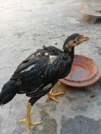 Pure Aseel Mianwali Patha for Sale 03114026806