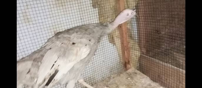 blue turkey female