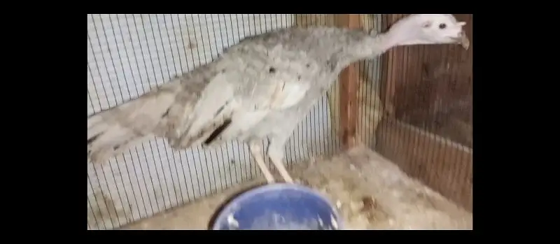 blue turkey female — photo 2