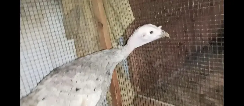 blue turkey female — photo 3