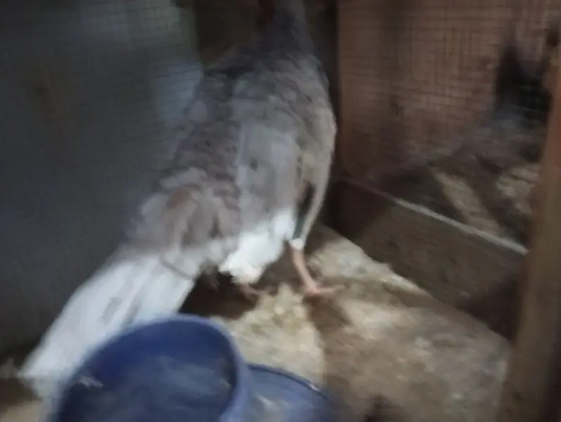 blue turkey female — photo 4