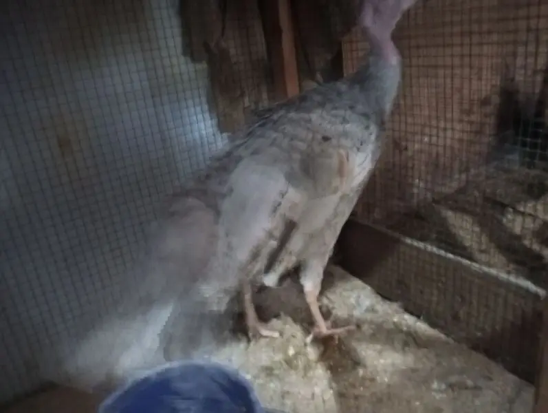 blue turkey female — photo 5