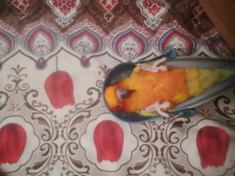 Sun conure 4