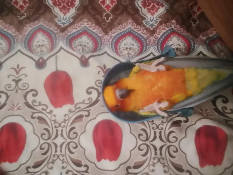 Sun conure — photo 5