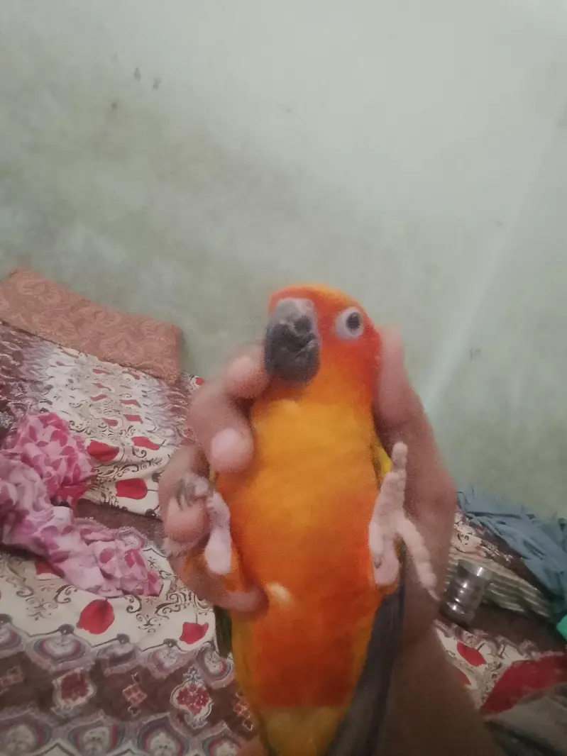 Sun conure — photo 6