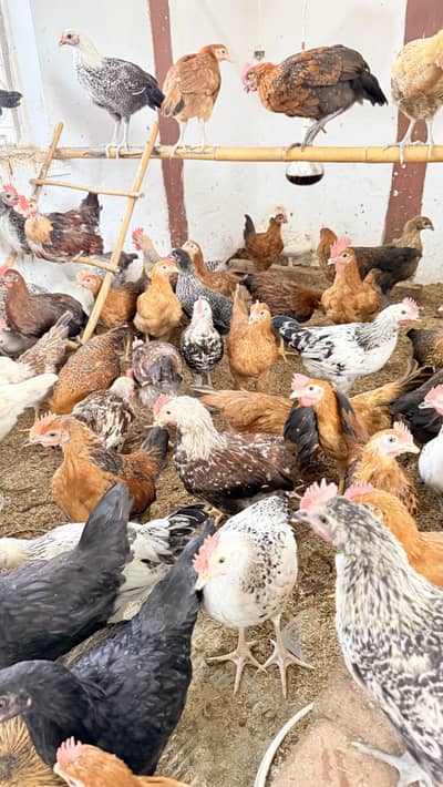 Golden Misri mix Breed hens