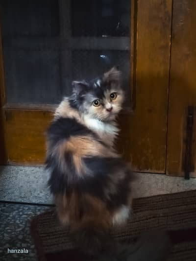 Persian cat doll face double coat