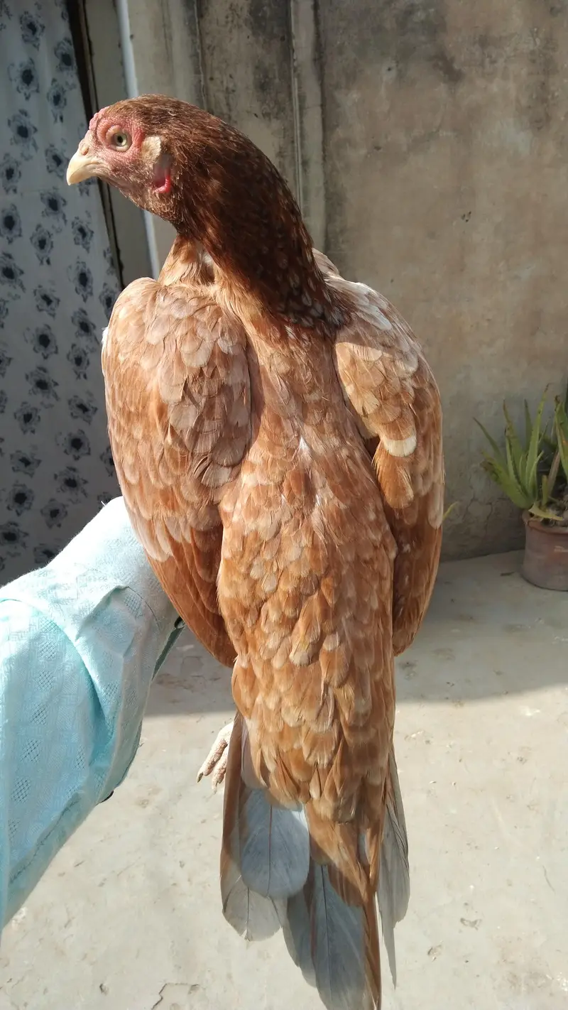 aseel Madi — photo 2