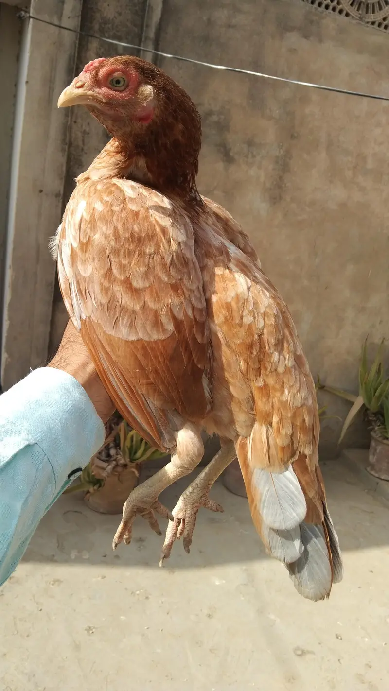 aseel Madi — photo 3