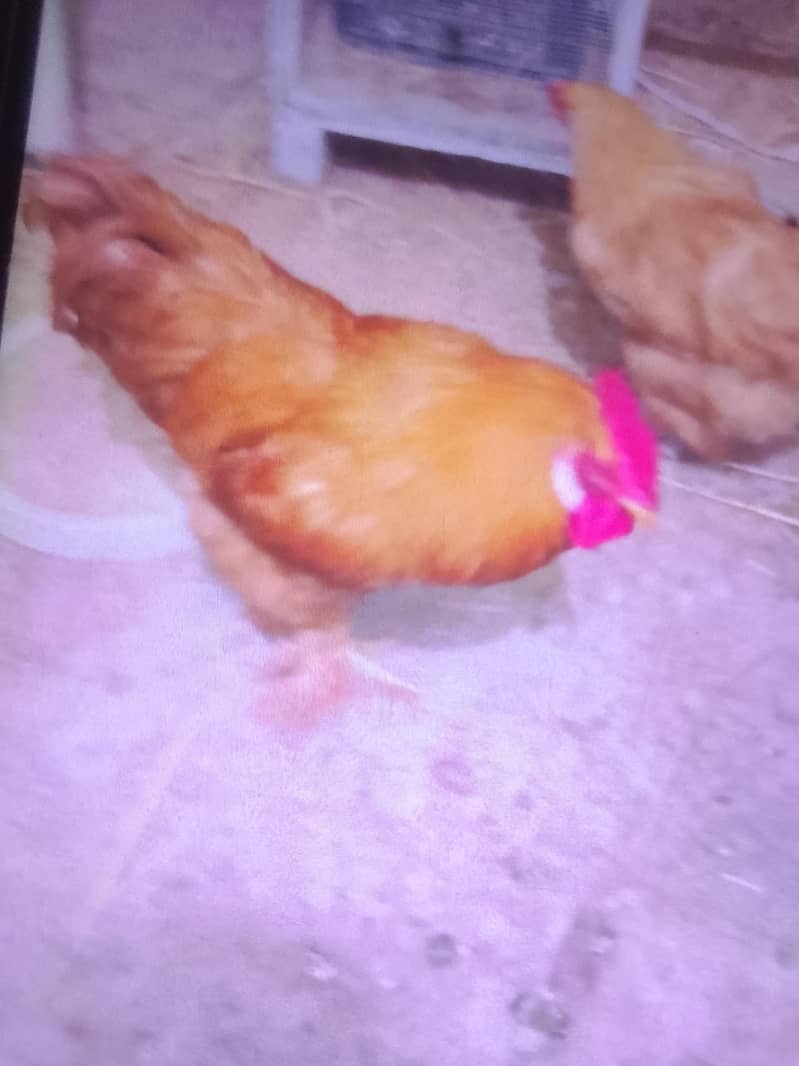 golden buff 0