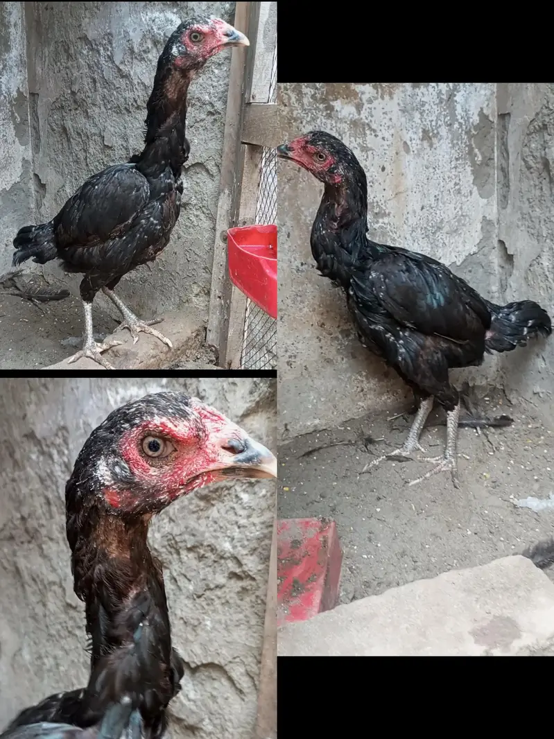 Burmi Aseel Pathy Pathiyan — photo 3