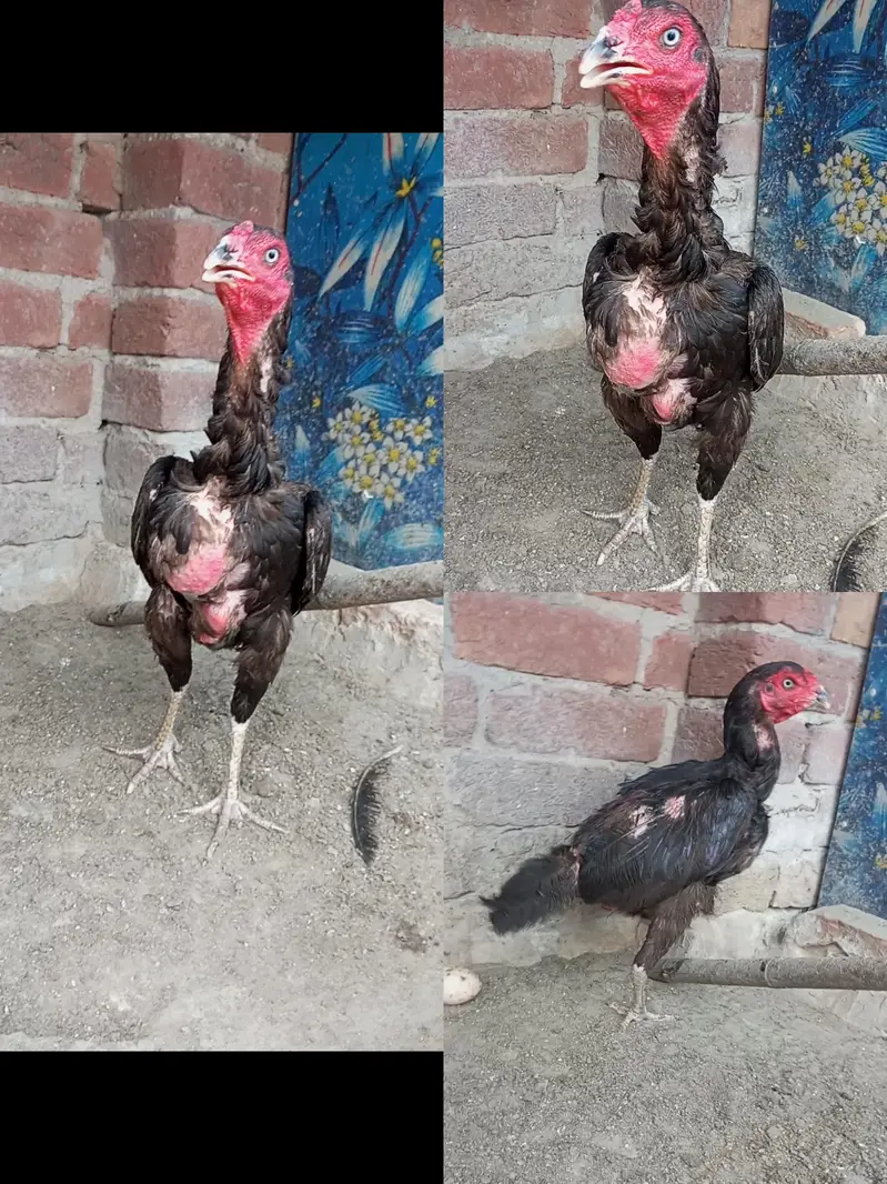 Burmi Aseel Pathy Pathiyan — photo 4