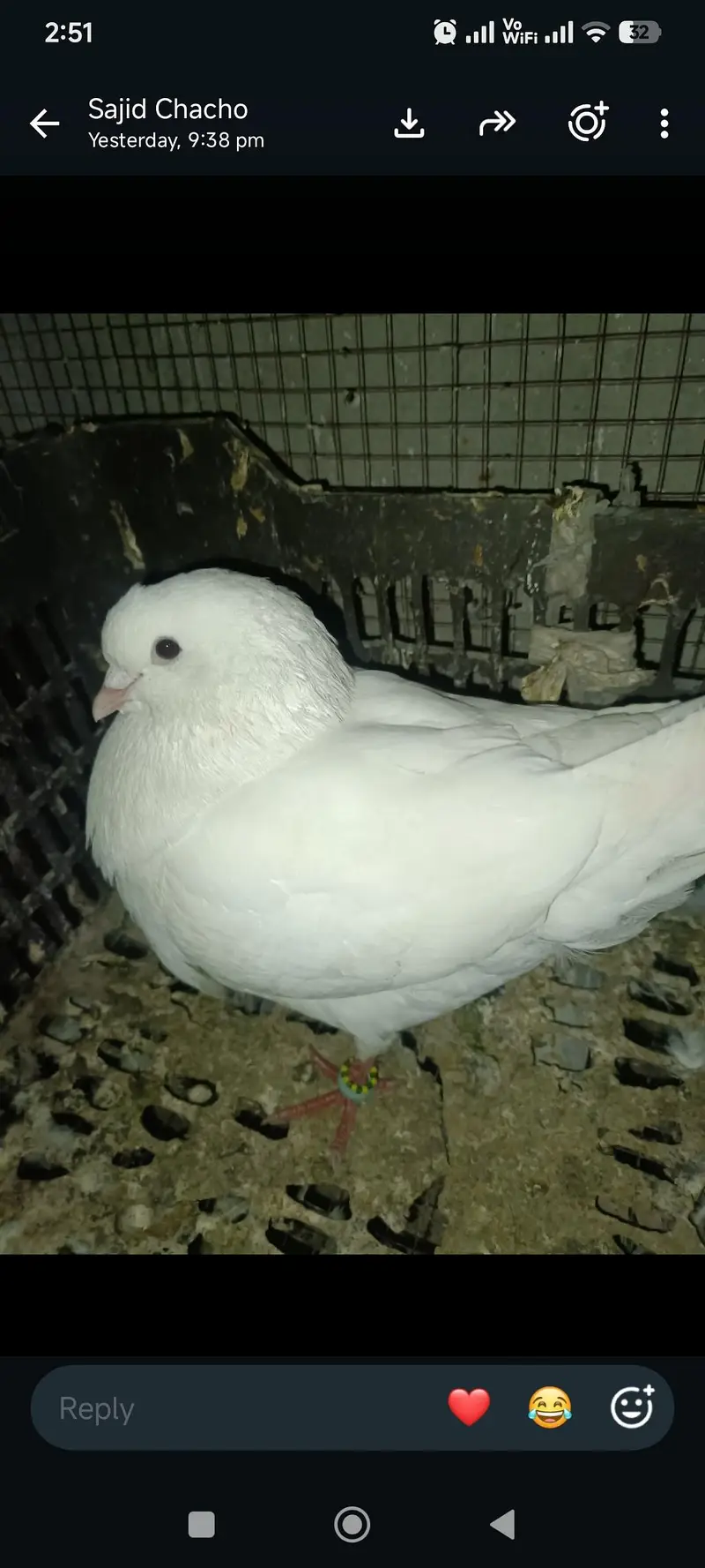 exchange possible ha parrot  urgent sale WhatsApp 03245858159 — photo 2