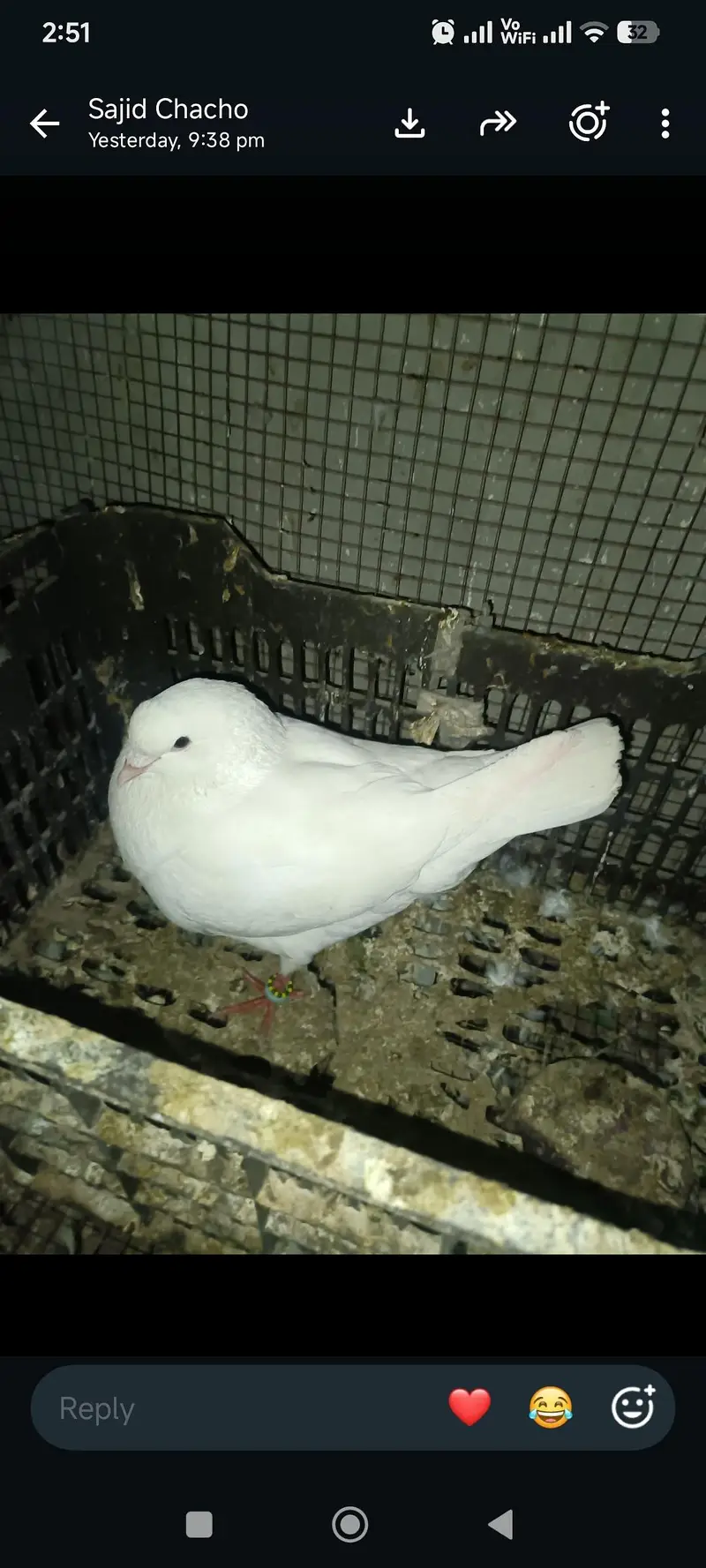 exchange possible ha parrot  urgent sale WhatsApp 03245858159 — photo 3