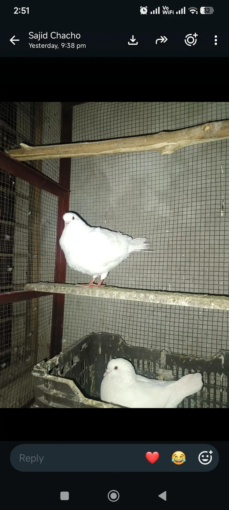 exchange possible ha parrot  urgent sale WhatsApp 03245858159 — photo 4
