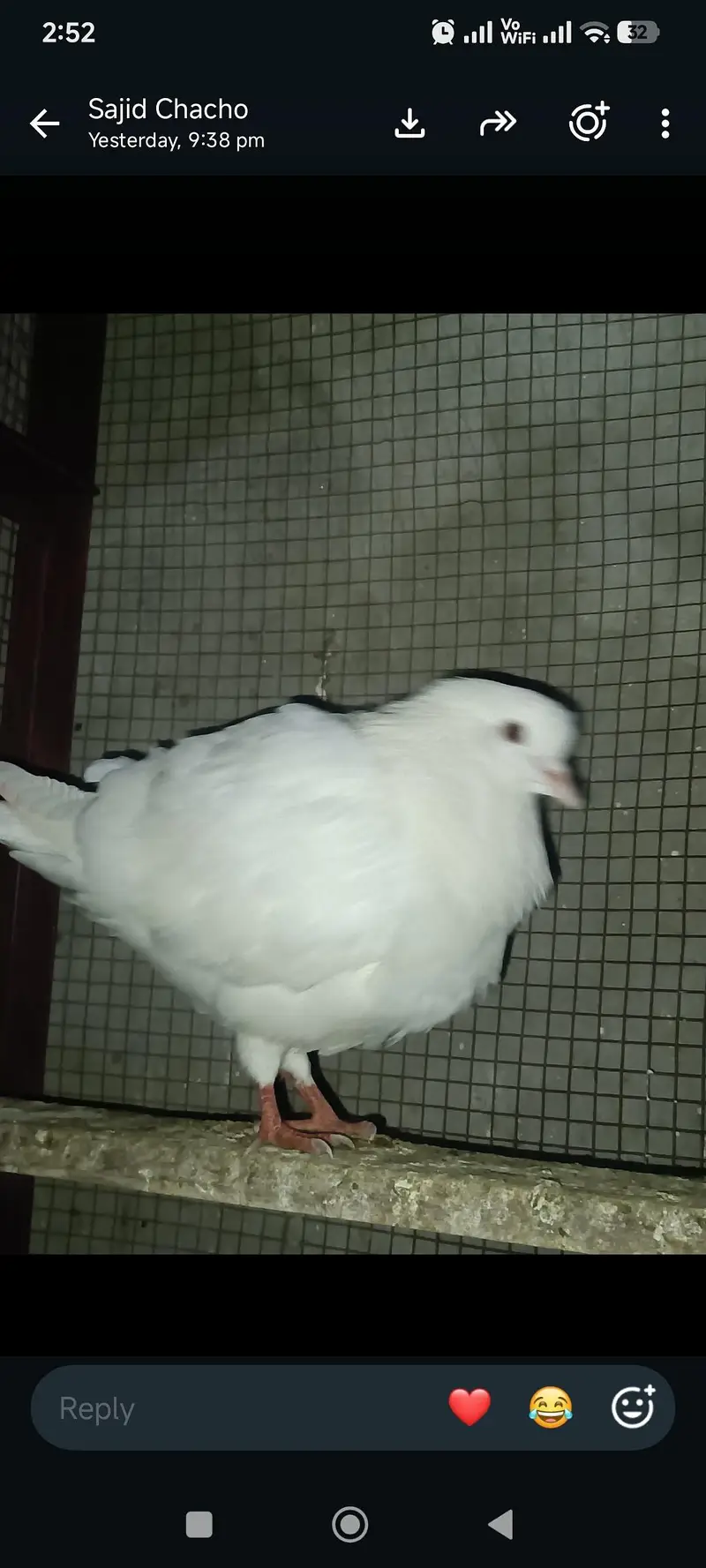 exchange possible ha parrot  urgent sale WhatsApp 03245858159 — photo 5