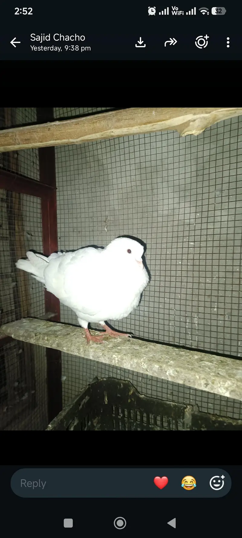 exchange possible ha parrot  urgent sale WhatsApp 03245858159 — photo 6