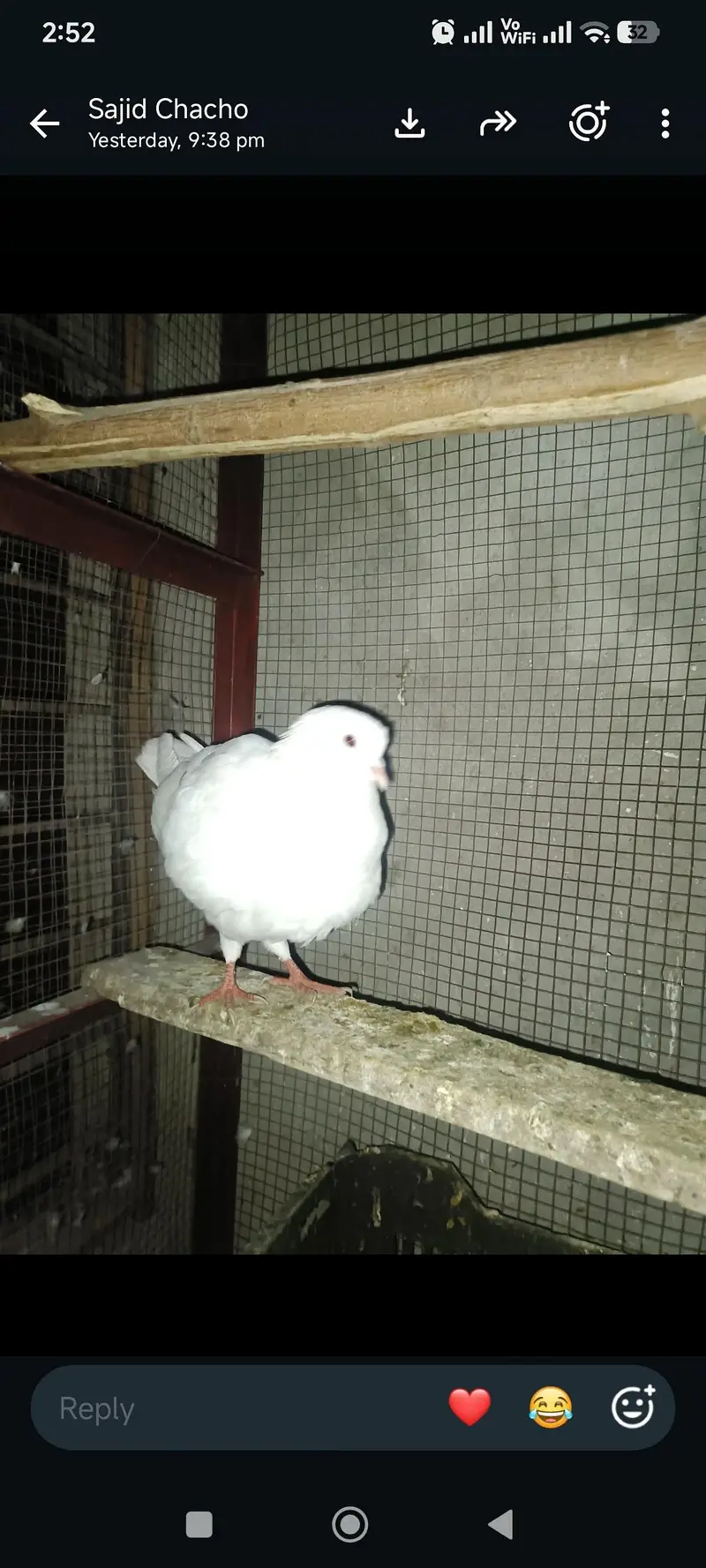 exchange possible ha parrot  urgent sale WhatsApp 03245858159 — photo 7