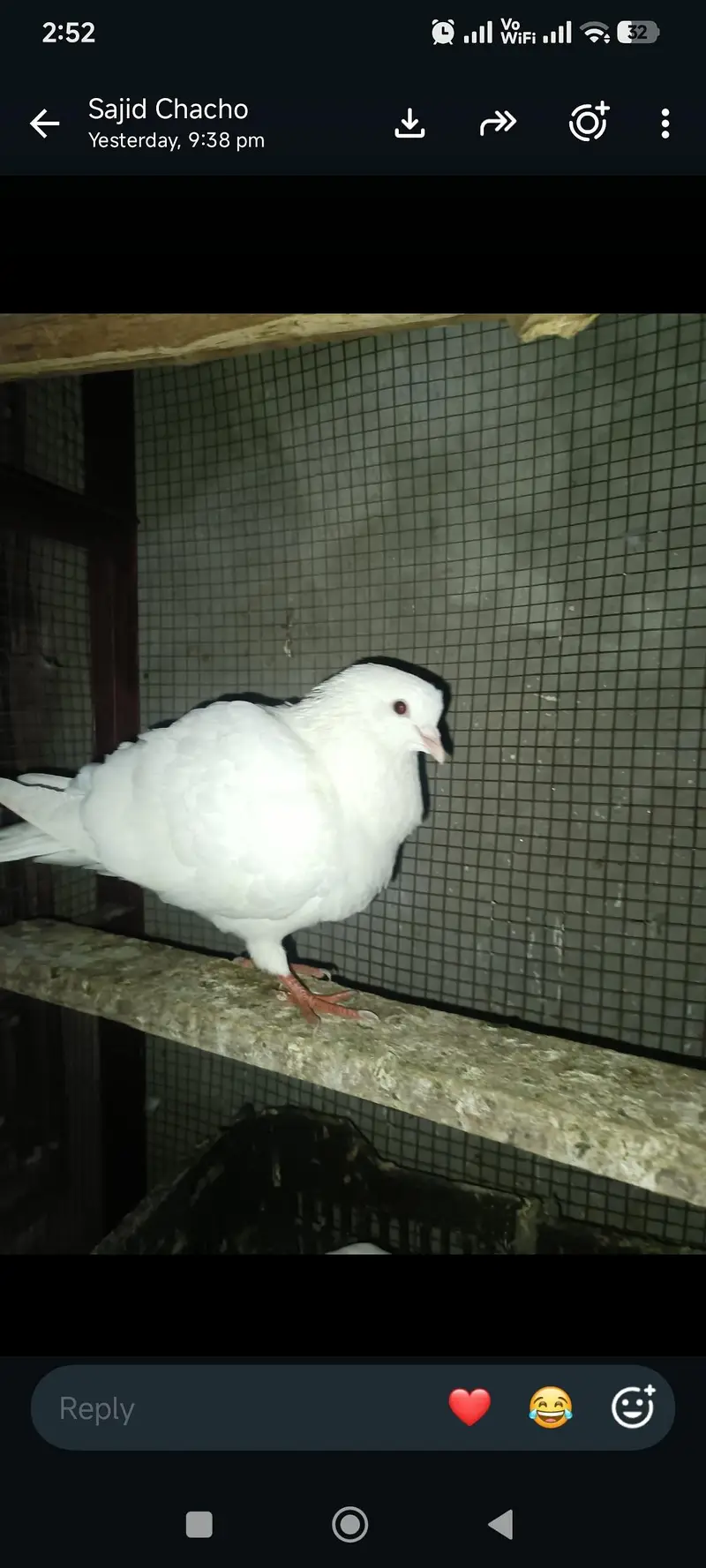 exchange possible ha parrot  urgent sale WhatsApp 03245858159 — photo 8