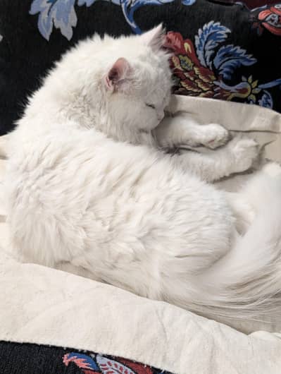 Persion Cat