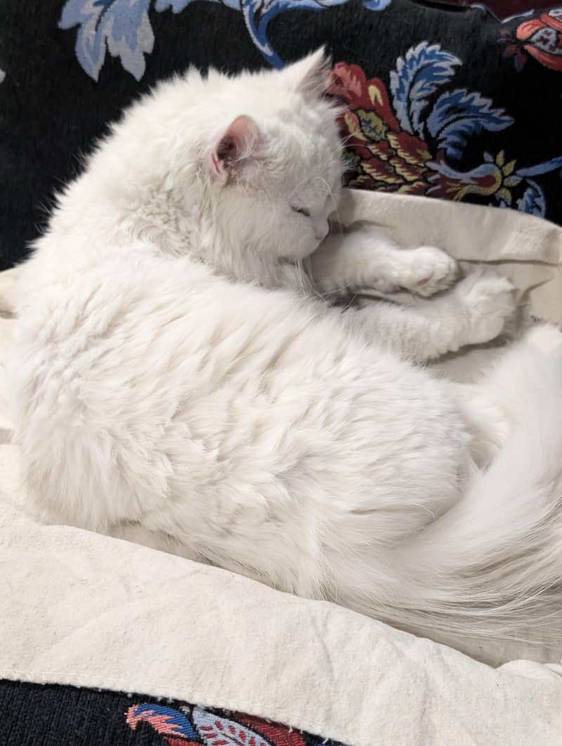 Persion Cat 0