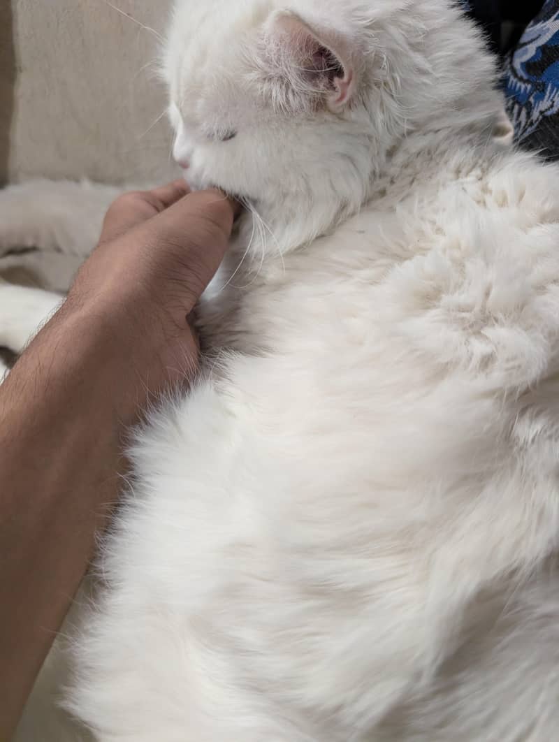 Persion Cat 1