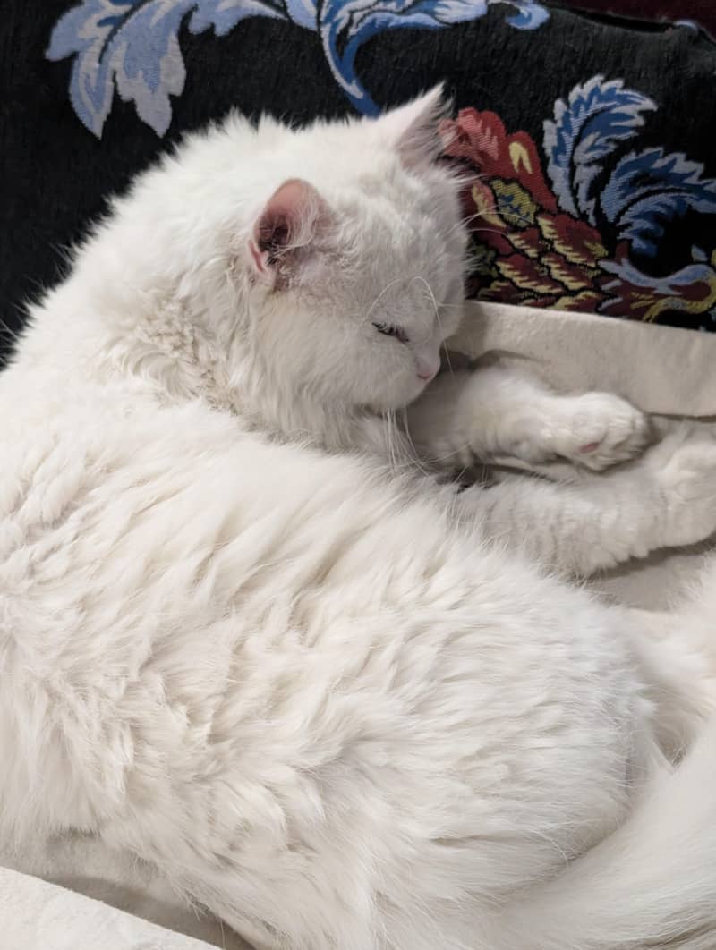 Persion Cat 2