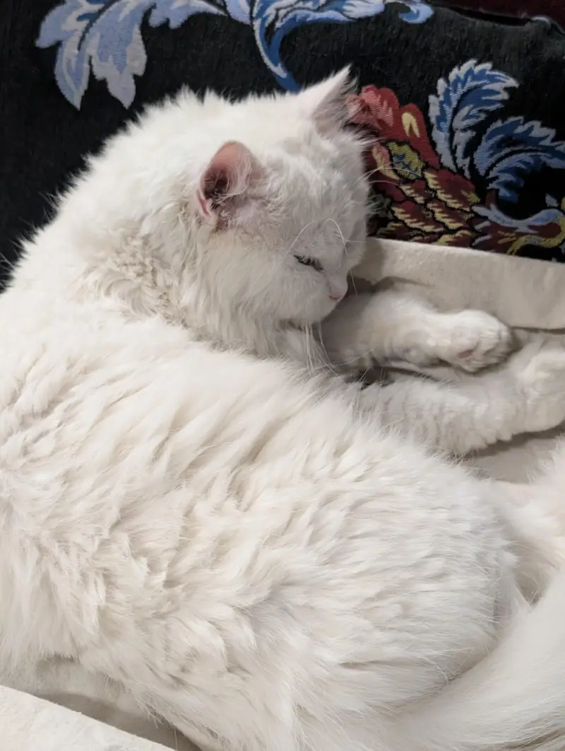 Persion Cat — photo 3