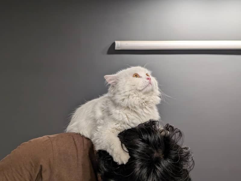 Persion Cat 3