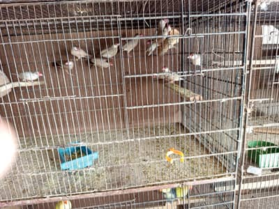 FAWN jawa dard