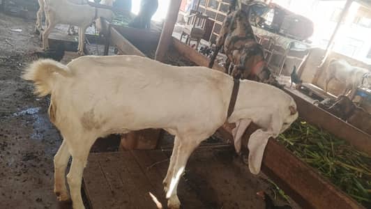 GULABI BAKRI AVAILABLE FOR NEW SHELTER
