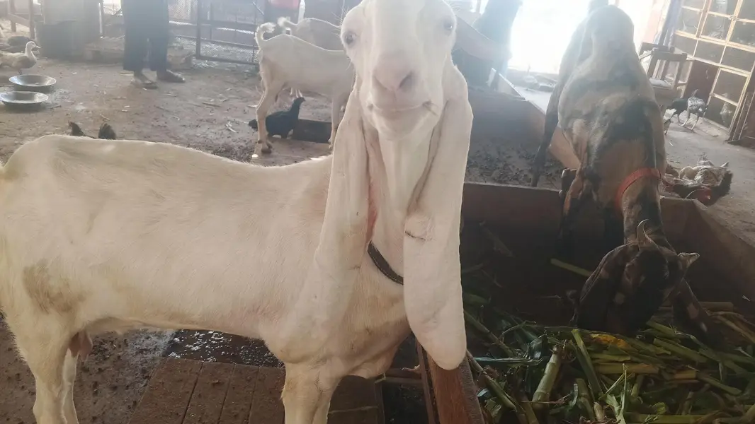 GULABI BAKRI AVAILABLE FOR NEW SHELTER — photo 2
