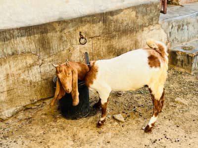 Goats  ( Bakrian )