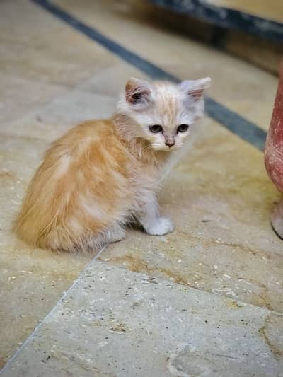 Persian Kitten Male URGENT SALE