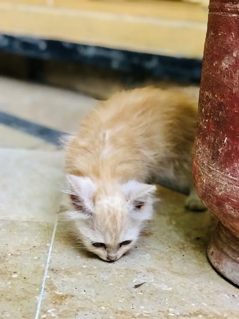 Persian Kitten Male URGENT SALE — photo 2