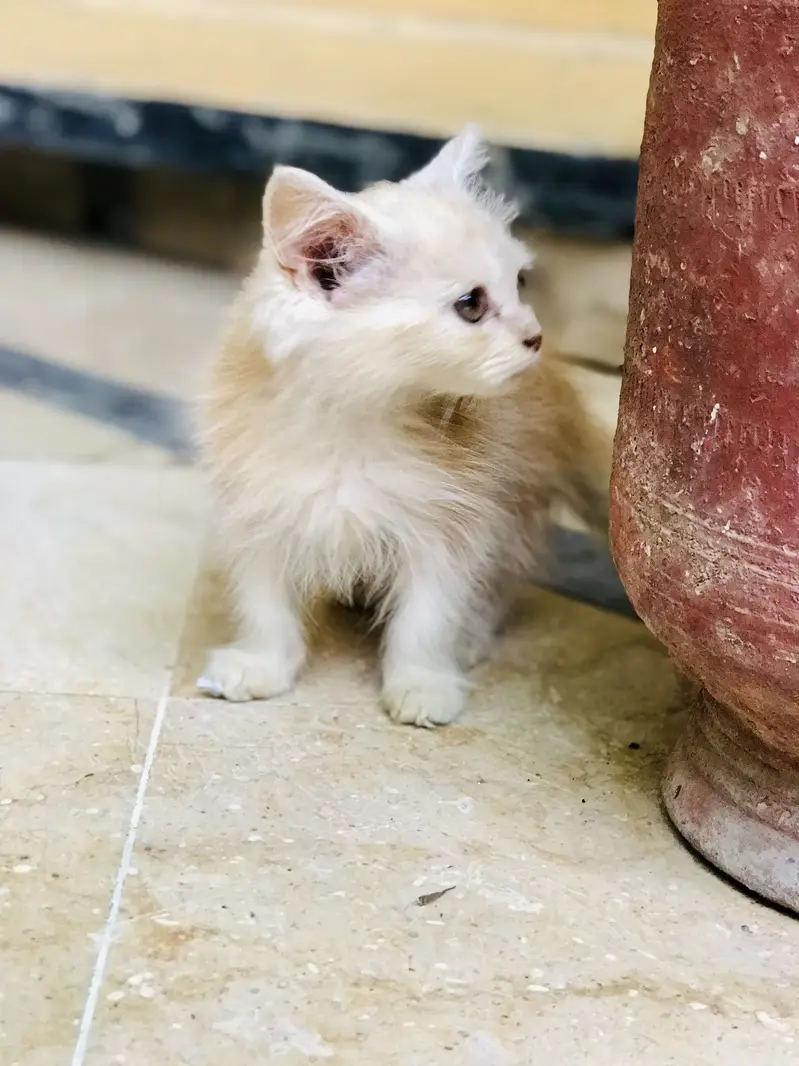 Persian Kitten Male URGENT SALE — photo 3