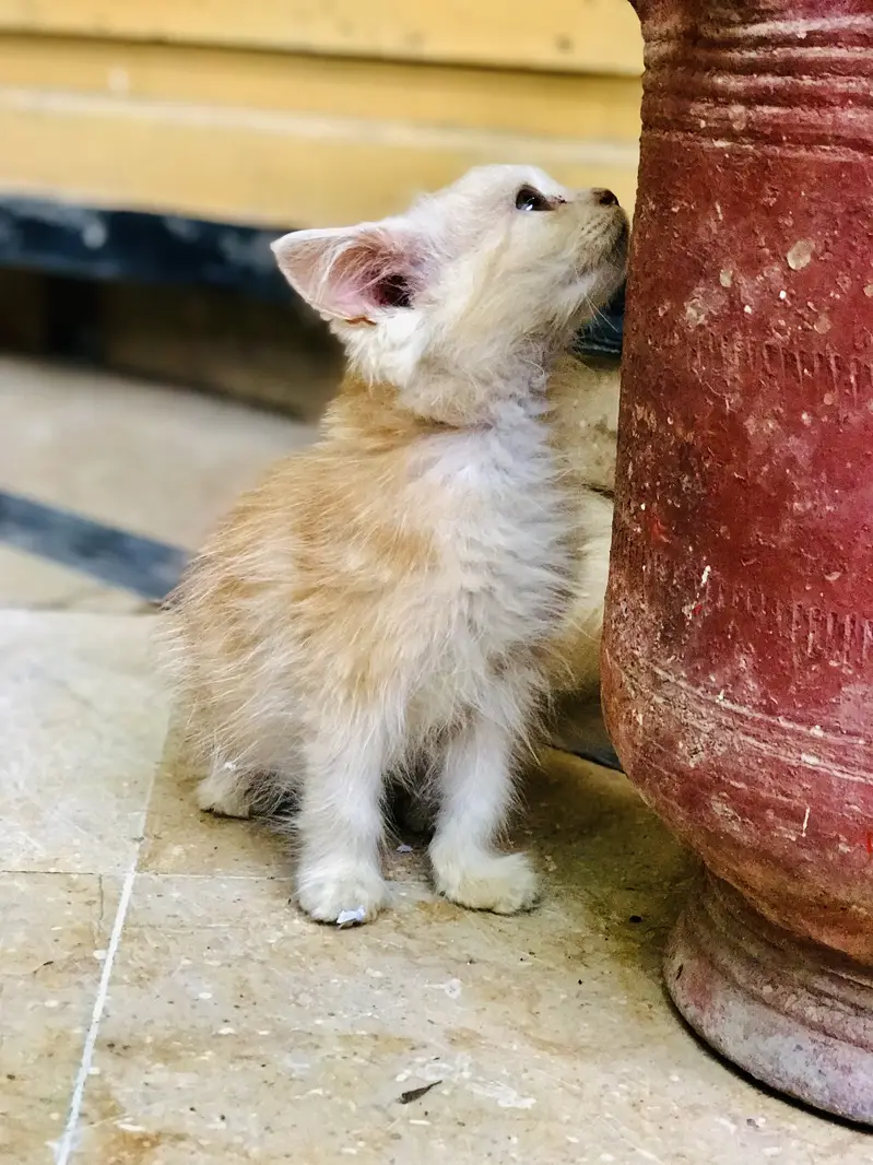 Persian Kitten Male URGENT SALE — photo 4