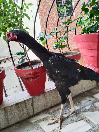 Aseel Black Shamo