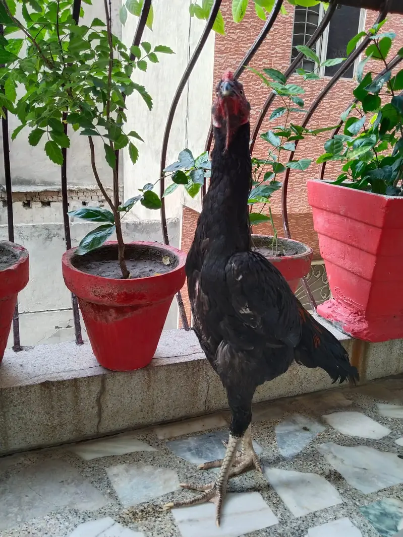 Aseel Black Shamo — photo 2