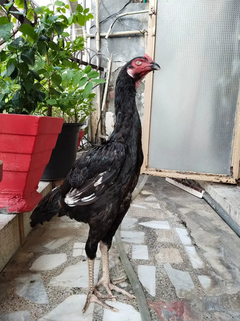 Aseel Black Shamo — photo 3