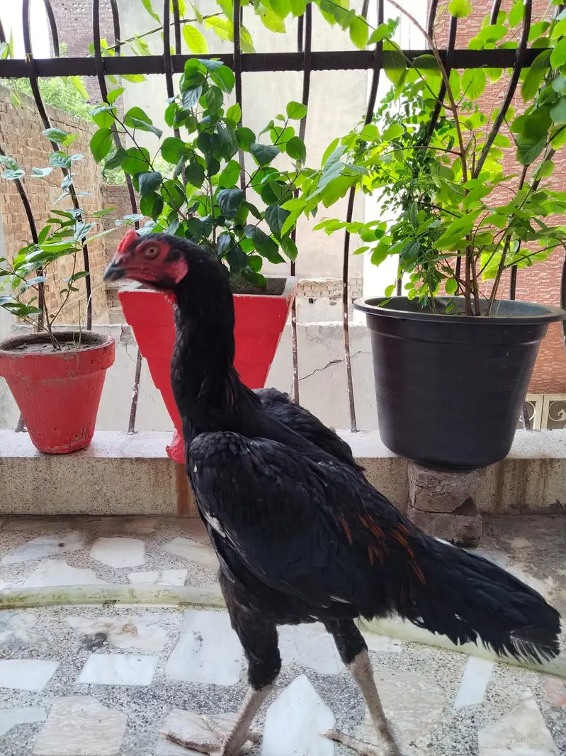 Aseel Black Shamo — photo 4