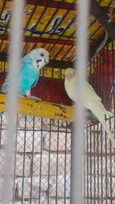 Fisher and Australian bird urgent sale