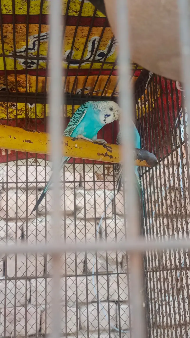 Fisher and Australian bird urgent sale — photo 2
