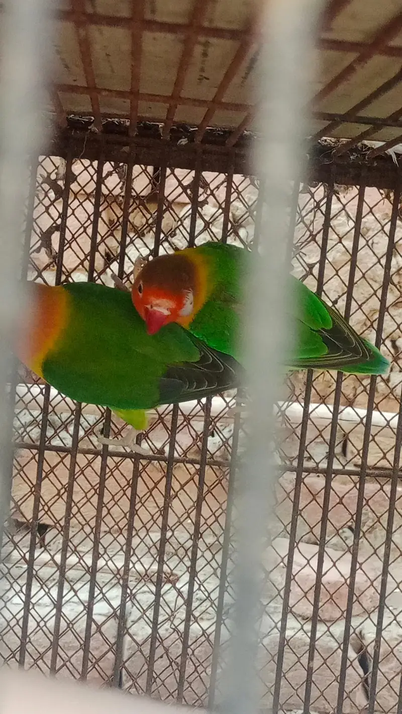 Fisher and Australian bird urgent sale — photo 3