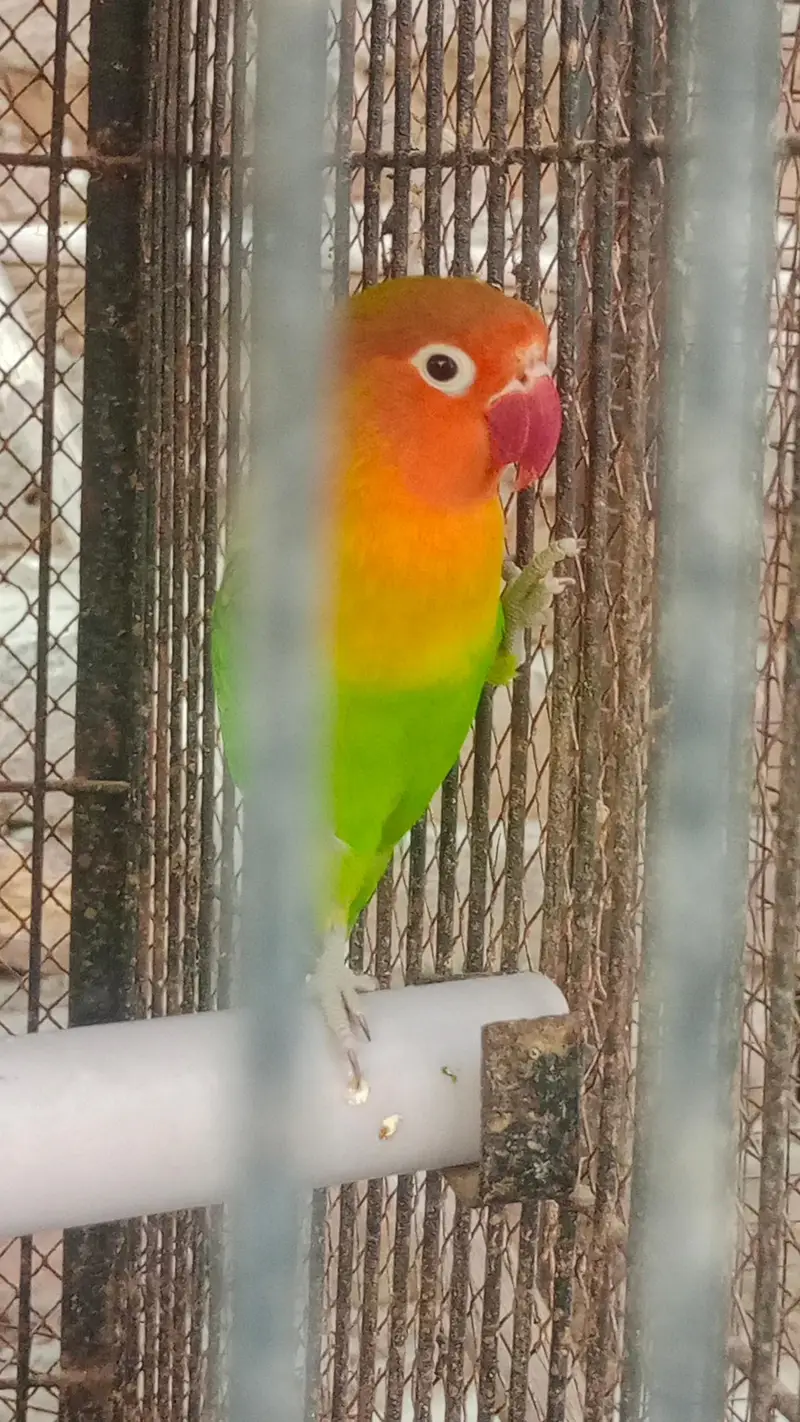 Fisher and Australian bird urgent sale — photo 4