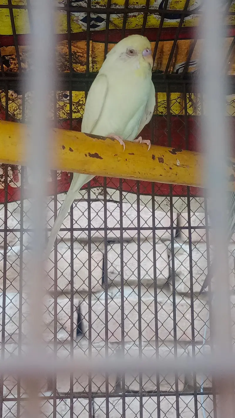 Fisher and Australian bird urgent sale — photo 5