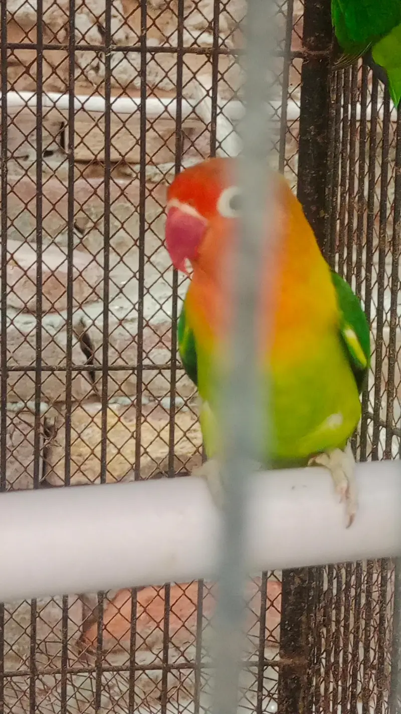 Fisher and Australian bird urgent sale — photo 6