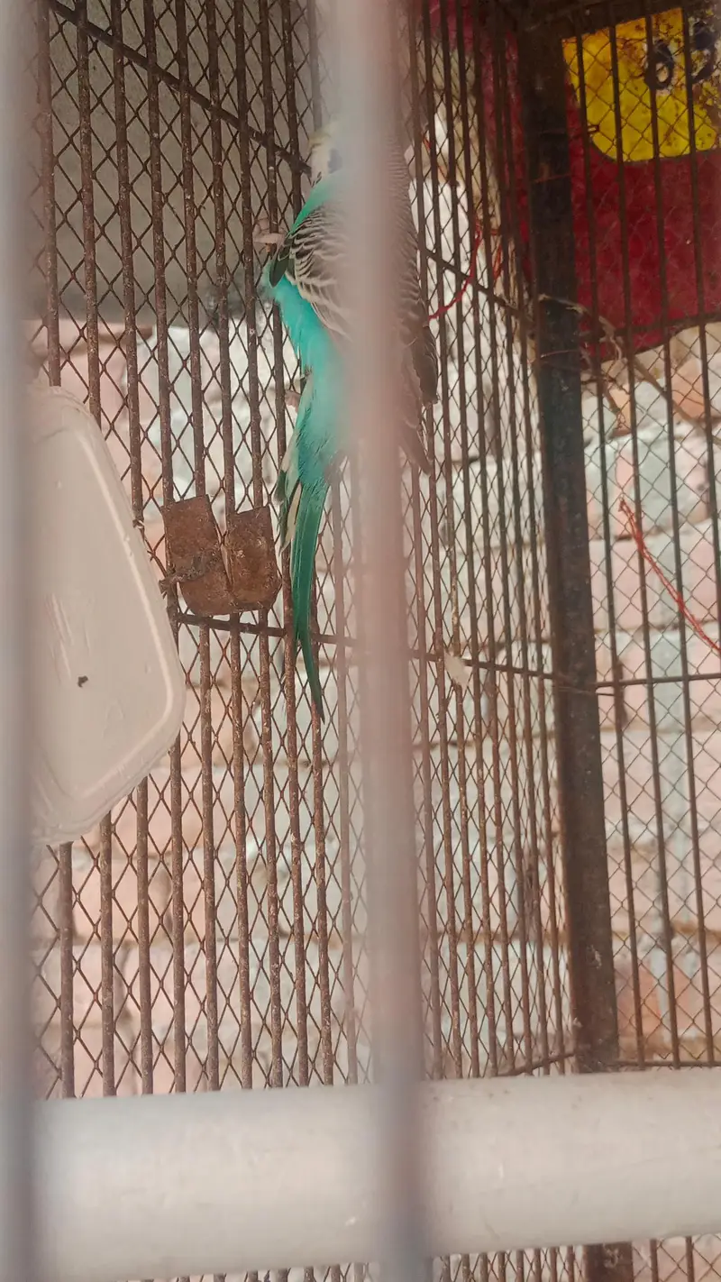 Fisher and Australian bird urgent sale — photo 7
