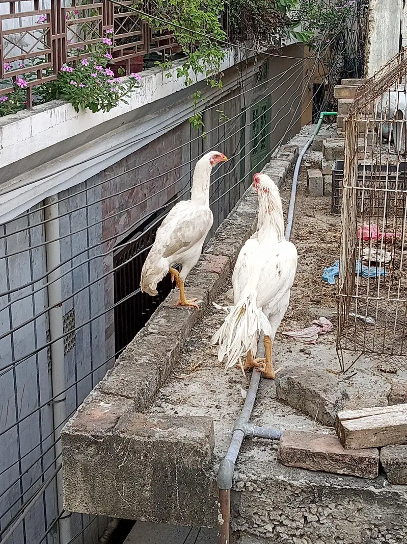 Aseel heera theekar jora 03125544226 — photo 3